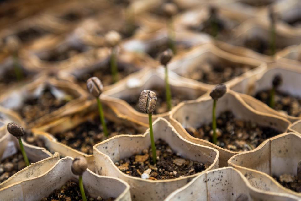 Organic vegetable seeds