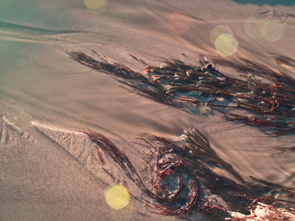 Wildcrafted sea moss