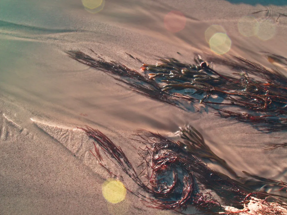 Wildcrafted sea moss