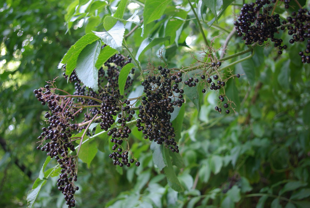 Ripe black elderberries (Sambucus nigra) on the branch